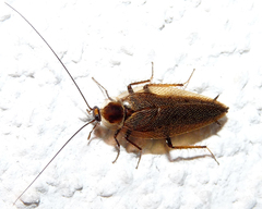 Ectobius erythronotus