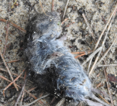 Microtus duodecimcostatus