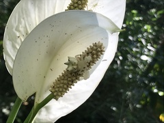 Epicadus heterogaster