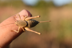 Thyreonotus bidens