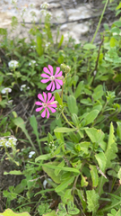Silene colorata