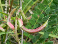 Astragalus monspessulanus