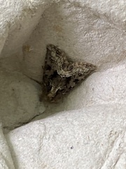 Oligia strigilis