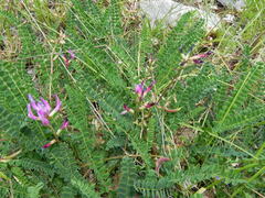 Astragalus monspessulanus