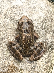 Thoropa miliaris