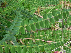 Astragalus monspessulanus
