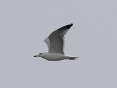 Larus armenicus