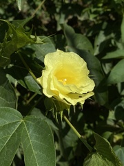 Gossypium arboreum