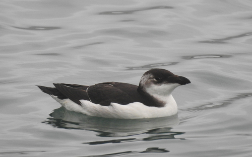 Razorbill