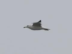 Larus armenicus