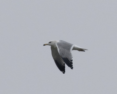 Larus armenicus