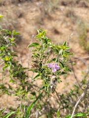 Barleria saxatilis