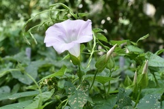 Calystegia sepium spectabilis