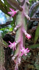 Lepismium cruciforme