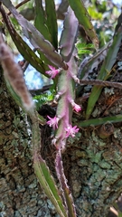 Lepismium cruciforme