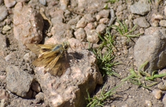 Hylephila ancora