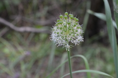 Allium dodecadontum