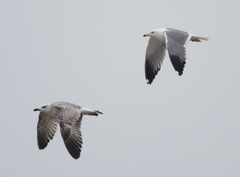Larus armenicus
