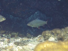 Barbonymus schwanefeldii