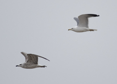 Larus armenicus
