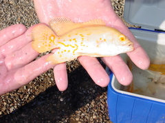 Astronotus ocellatus