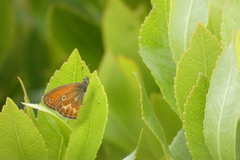 Coenonympha corinna