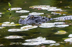 Caiman latirostris