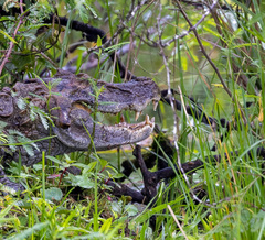 Caiman latirostris