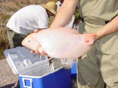 Osphronemus goramy
