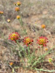 Lasiosiphon rubescens