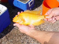 Amphilophus citrinellus