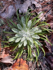 Chrysopsis linearifolia