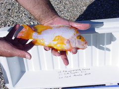 Amphilophus citrinellus