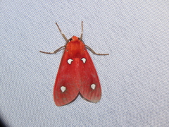 Hyperthaema sanguineata