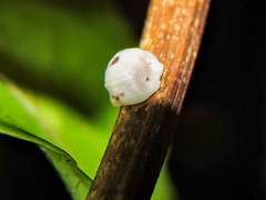 Ceroplastes cirripediformis
