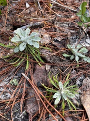 Chrysopsis linearifolia