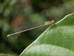 Pseudagrion australasiae