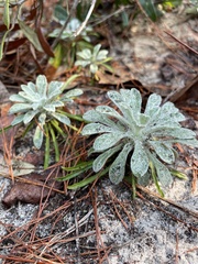 Chrysopsis linearifolia