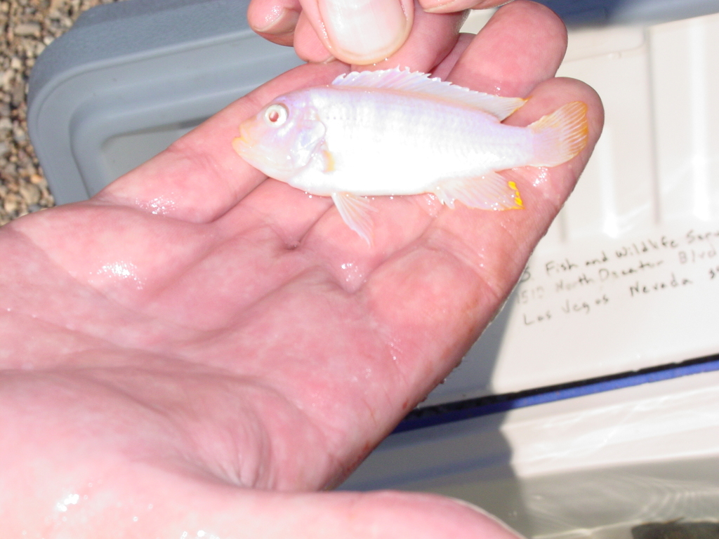 Blue mbuna (Maylandia zebra) — Cichlidae