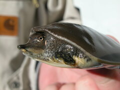 Apalone spinifera emoryi