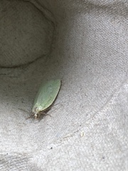 Tortrix viridana