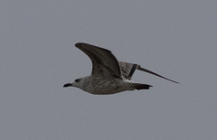 Larus armenicus