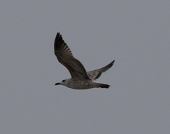 Larus armenicus