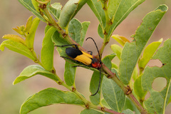 Purpuricenus laetus
