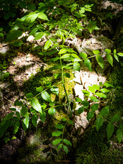 Zanthoxylum americanum