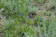 Gentiana olivieri