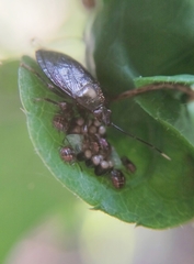 Antiteuchus