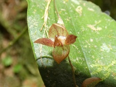 Pleurothallis