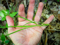 Carex oligocarpa