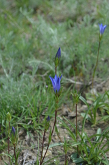Gentiana olivieri